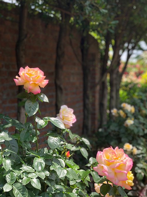 占い師はづき　まことのお気に入り写真1